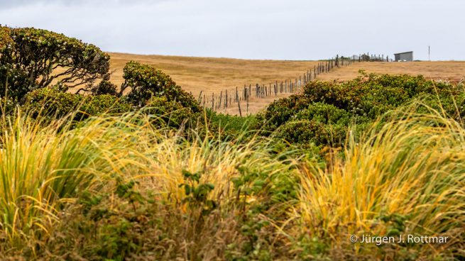 Falkland Islands | West Point Island