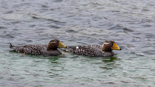 Falkland Islands | West Point Island | Falkland Flightless Steamerduck (Falkland Dampfschiffente)
