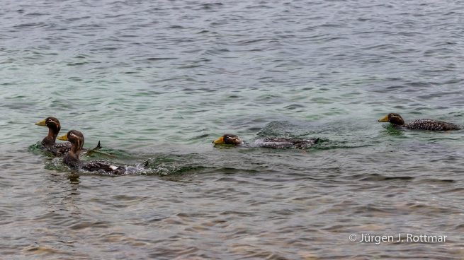 Falkland Islands | West Point Island | Falkland Flightless Steamerduck (Falkland Dampfschiffente)
