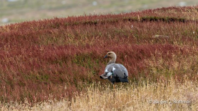 Falkland Islands | West Point Island | Upland Goose (Magellangans)