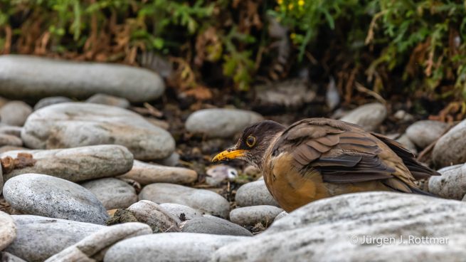 Falkland Islands | West Point Island | Falkland Trush ( Magellandrossel)