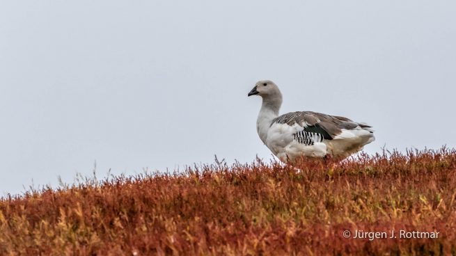 Falkland Islands | West Point Island | Upland Goose (Magellangans)