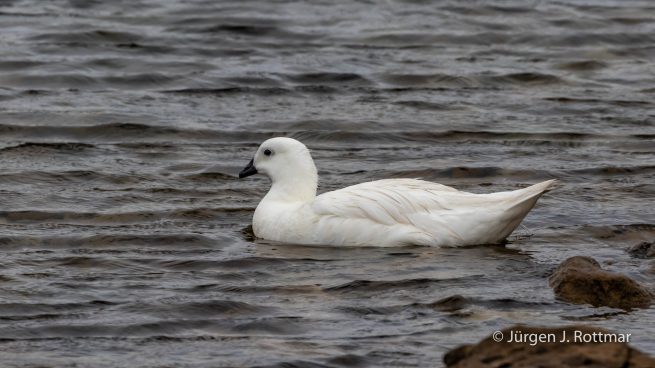 Falkland Islands | West Point Island | Kelp Goose (Kelp Gans)
