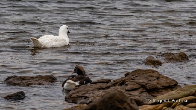 Falkland Islands | West Point Island | Kelp Goose (Kelp Gans)