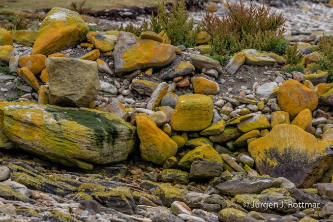 Falkland Islands | West Point Island