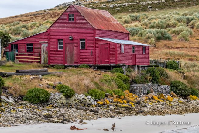 Falkland Islands | West Point Island