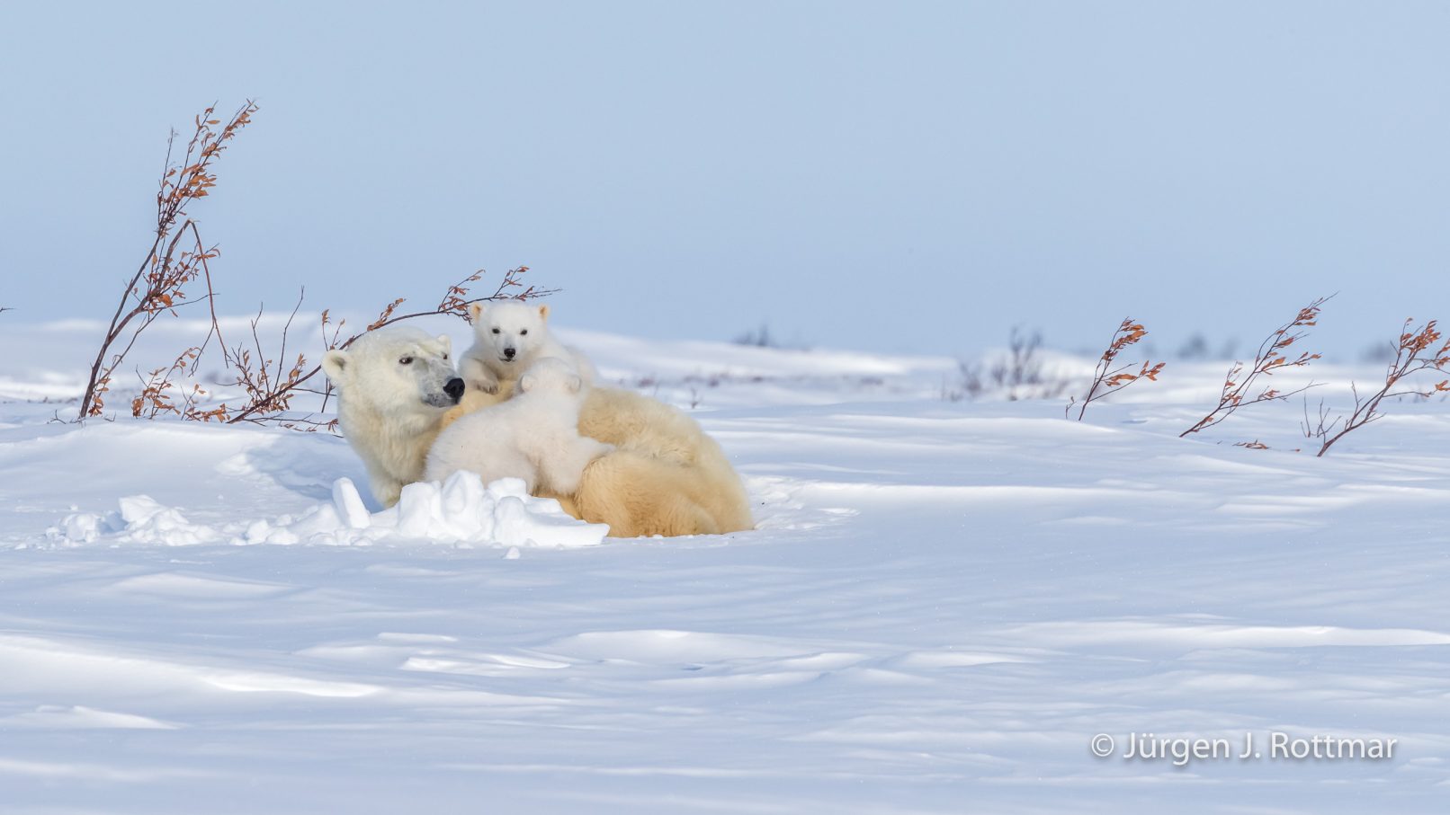 Kanada | Manitoba | Wapusk NP | Polar Bear Cubs (Eisbärenbabys)