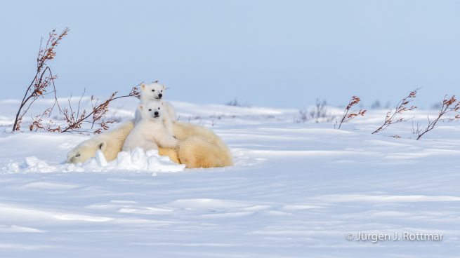 Kanada | Manitoba | Wapusk NP | Polar Bear Cubs (Eisbärenbabys)