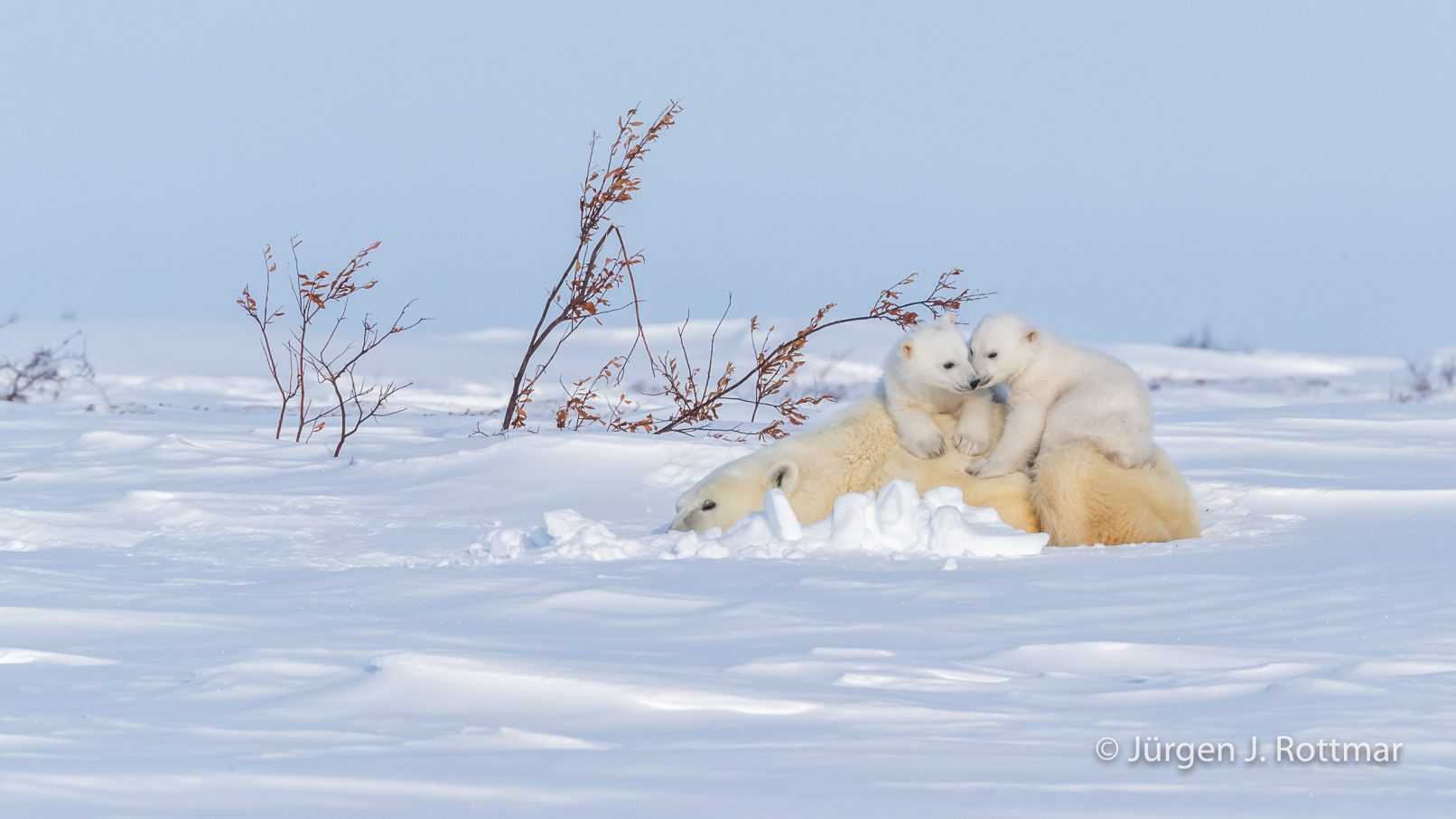 Kanada | Manitoba | Wapusk NP | Polar Bear Cubs (Eisbärenbabys)