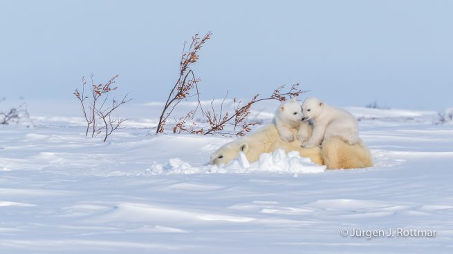 Kanada | Manitoba | Wapusk NP | Polar Bear Cubs (Eisbärenbabys)