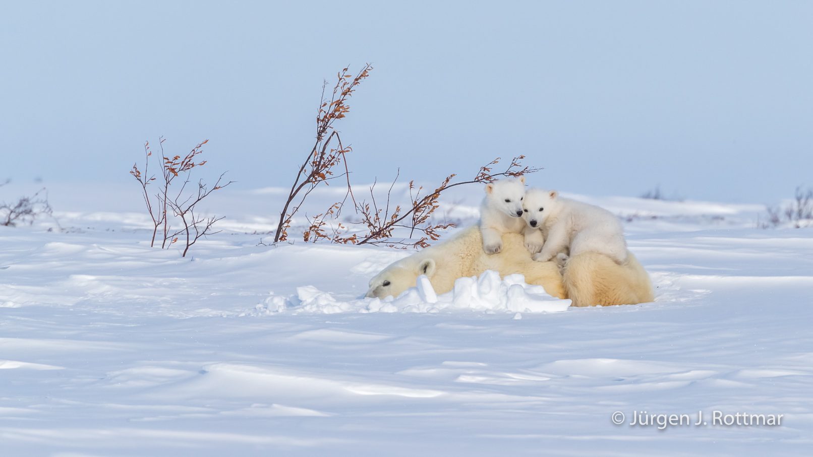 Kanada | Manitoba | Wapusk NP | Polar Bear Cubs (Eisbärenbabys)