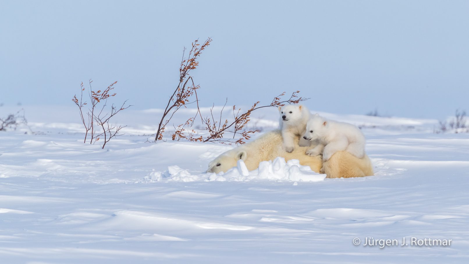 Kanada | Manitoba | Wapusk NP | Polar Bear Cubs (Eisbärenbabys)