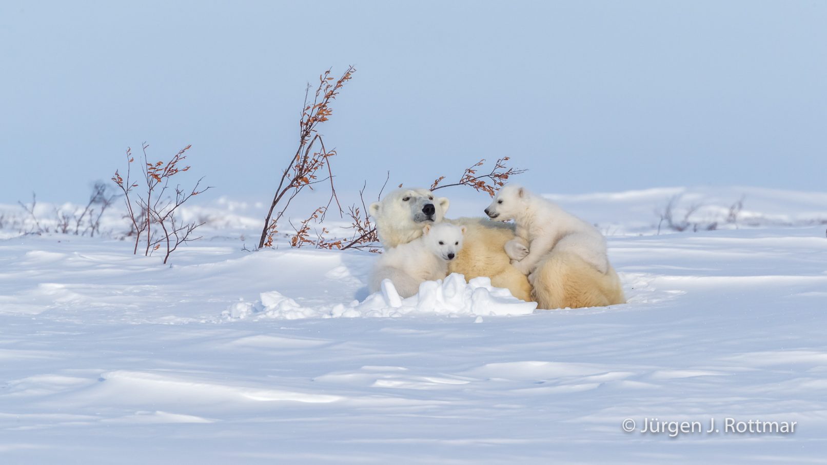 Kanada | Manitoba | Wapusk NP | Polar Bear Cubs (Eisbärenbabys)