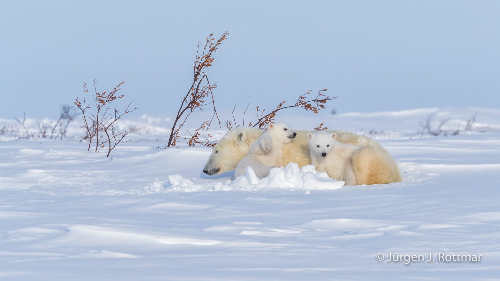 Kanada | Manitoba | Wapusk NP | Polar Bear Cubs (Eisbärenbabys)