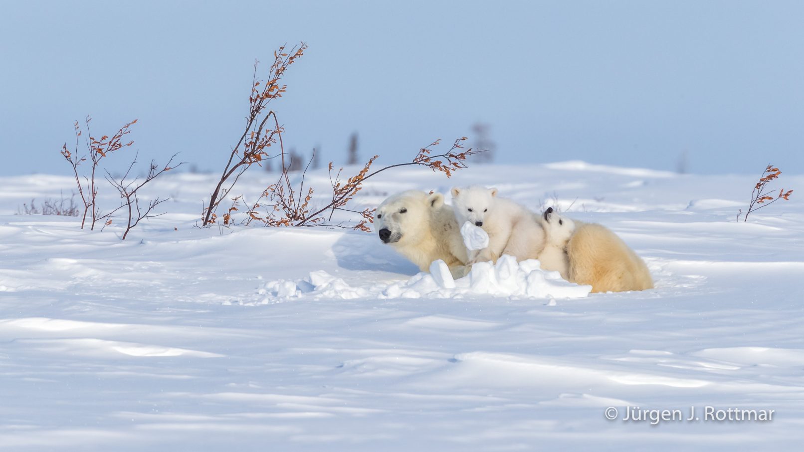 Kanada | Manitoba | Wapusk NP | Polar Bear Cubs (Eisbärenbabys)