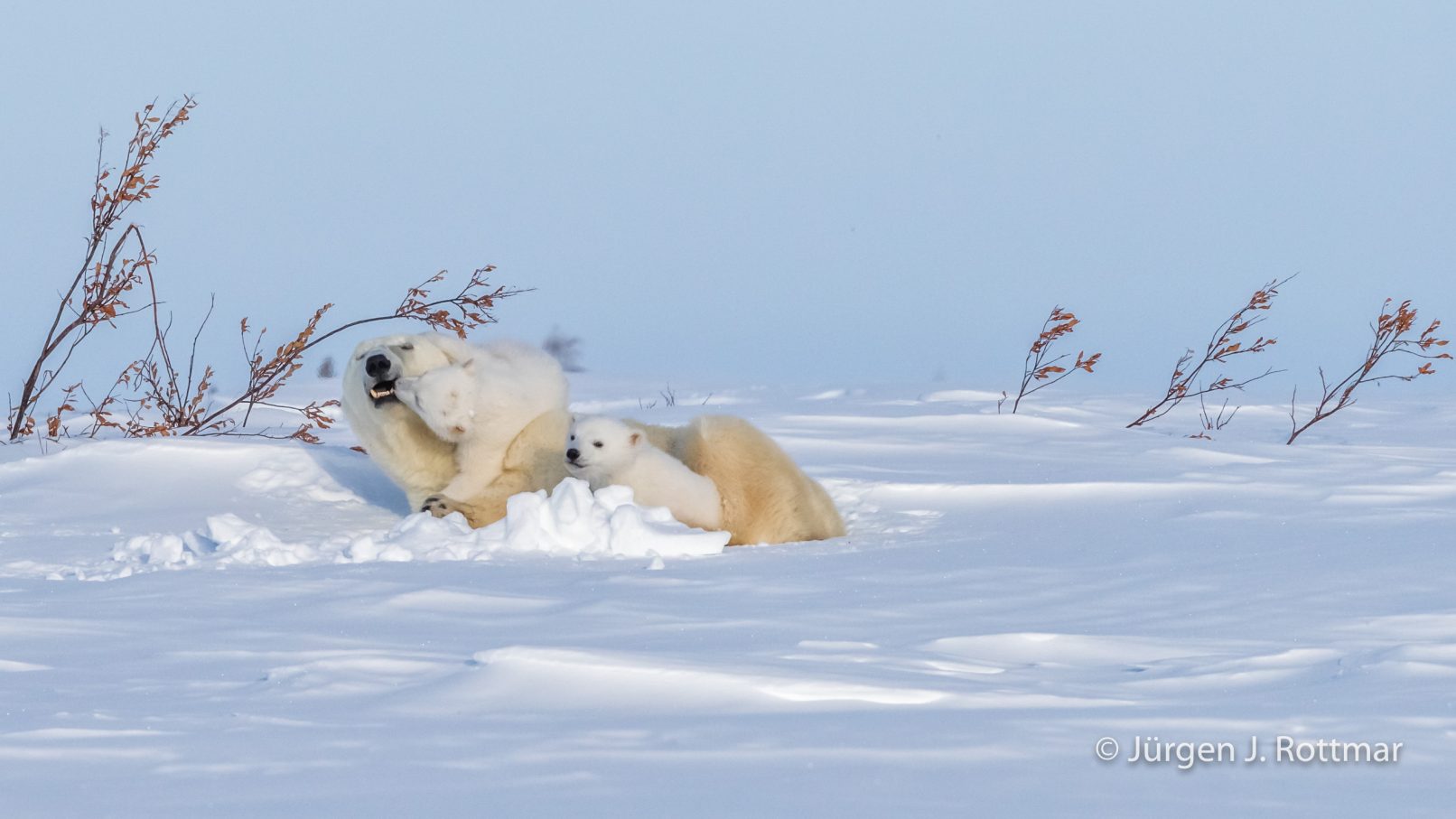 Kanada | Manitoba | Wapusk NP | Polar Bear Cubs (Eisbärenbabys)