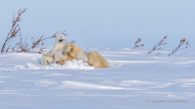 Kanada | Manitoba | Wapusk NP | Polar Bear Cubs (Eisbärenbabys)