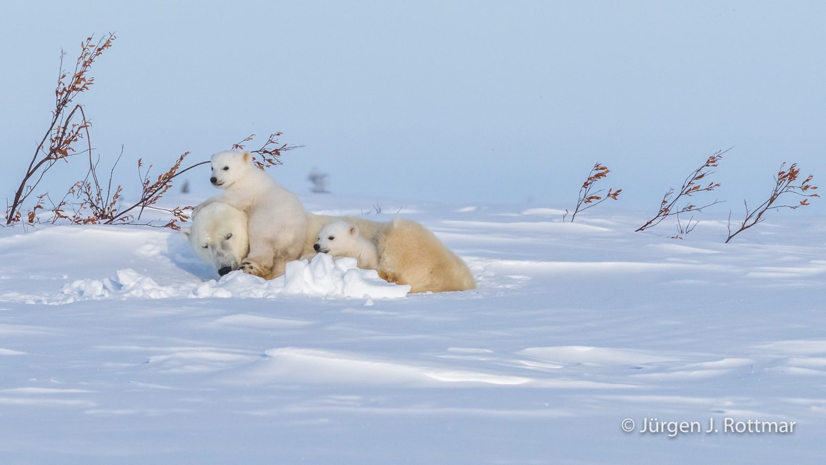 Kanada | Manitoba | Wapusk NP | Polar Bear Cubs (Eisbärenbabys)