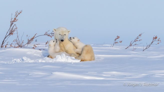 Kanada | Manitoba | Wapusk NP | Polar Bear Cubs (Eisbärenbabys)