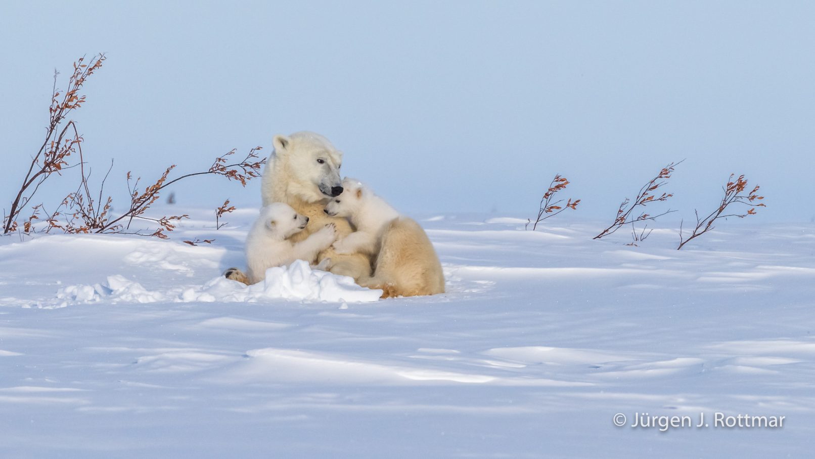 Kanada | Manitoba | Wapusk NP | Polar Bear Cubs (Eisbärenbabys)