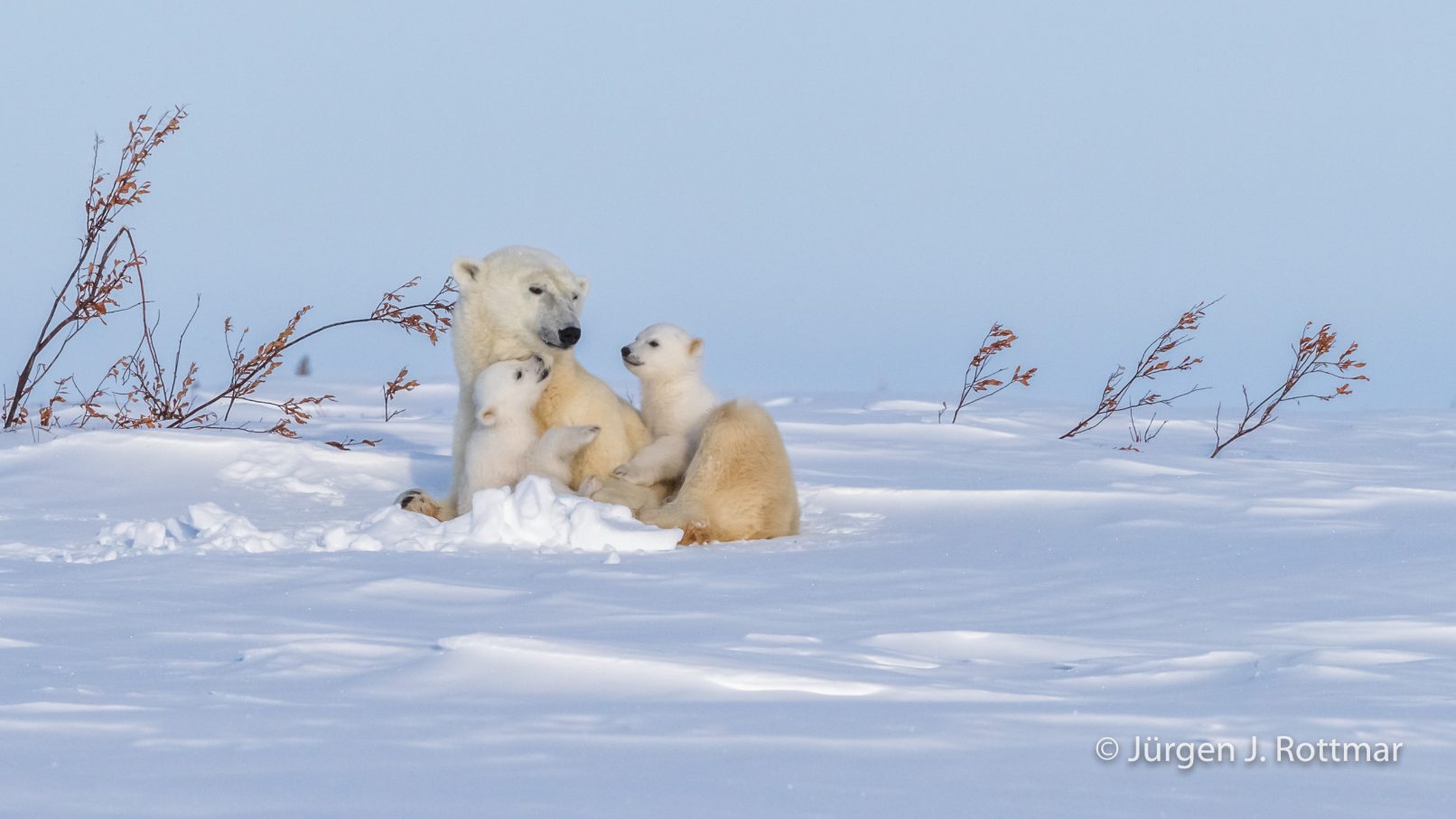 Kanada | Manitoba | Wapusk NP | Polar Bear Cubs (Eisbärenbabys)
