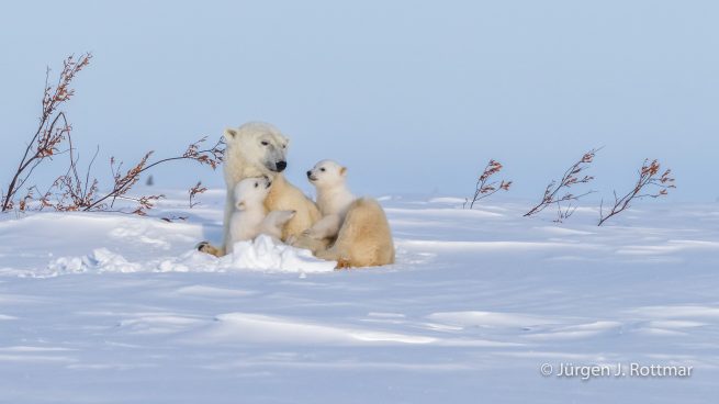 Kanada | Manitoba | Wapusk NP | Polar Bear Cubs (Eisbärenbabys)