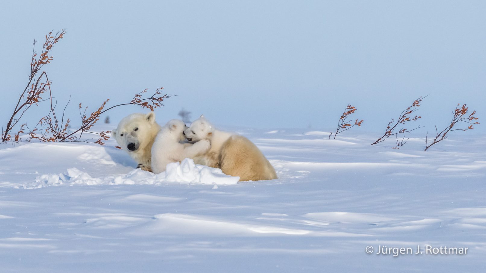 Kanada | Manitoba | Wapusk NP | Polar Bear Cubs (Eisbärenbabys)