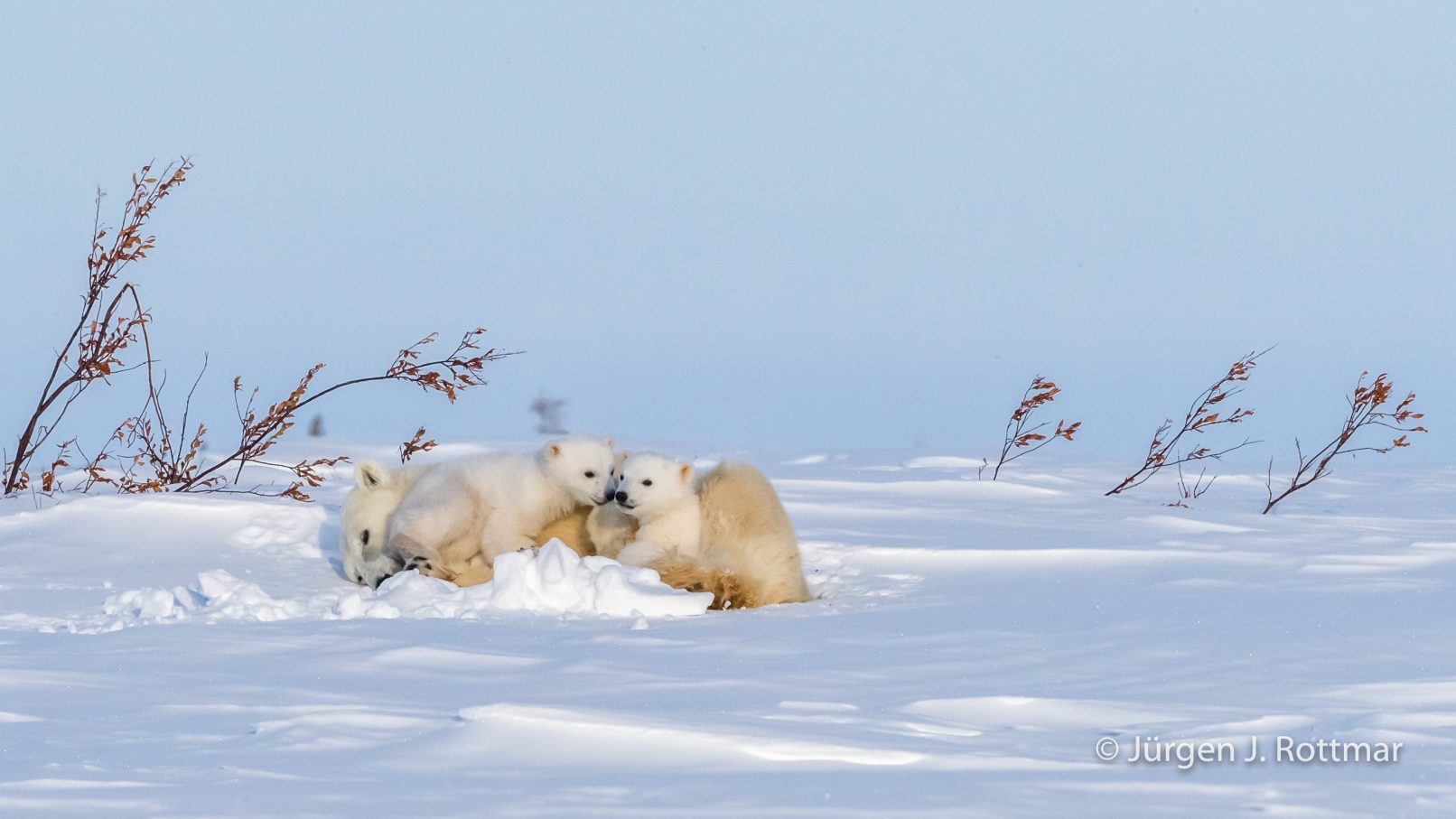 Kanada | Manitoba | Wapusk NP | Polar Bear Cubs (Eisbärenbabys)