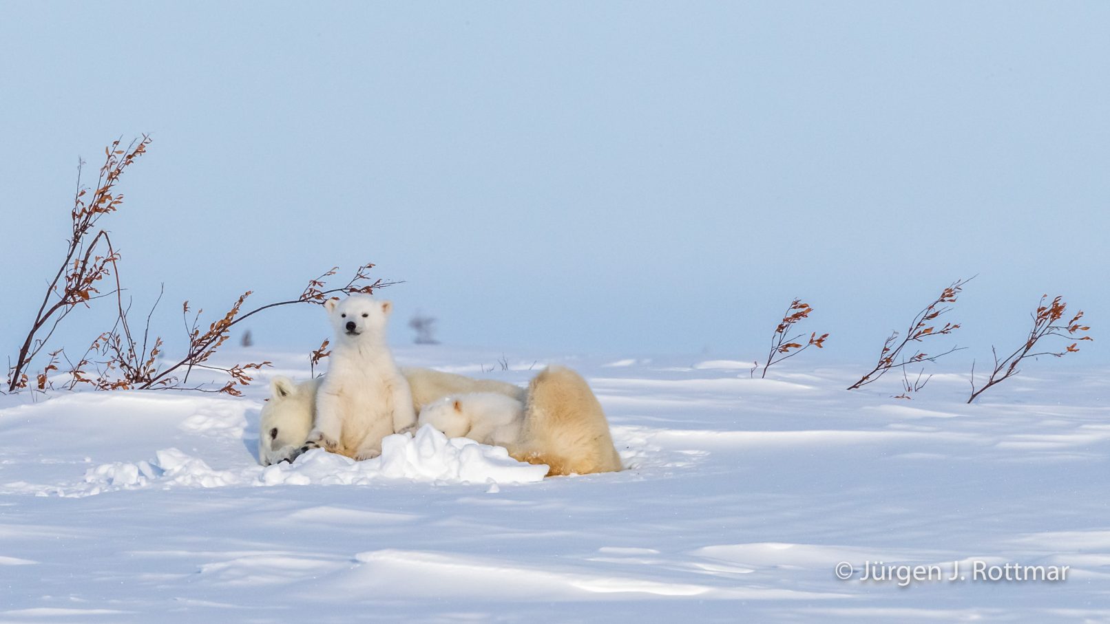 Kanada | Manitoba | Wapusk NP | Polar Bear Cubs (Eisbärenbabys)