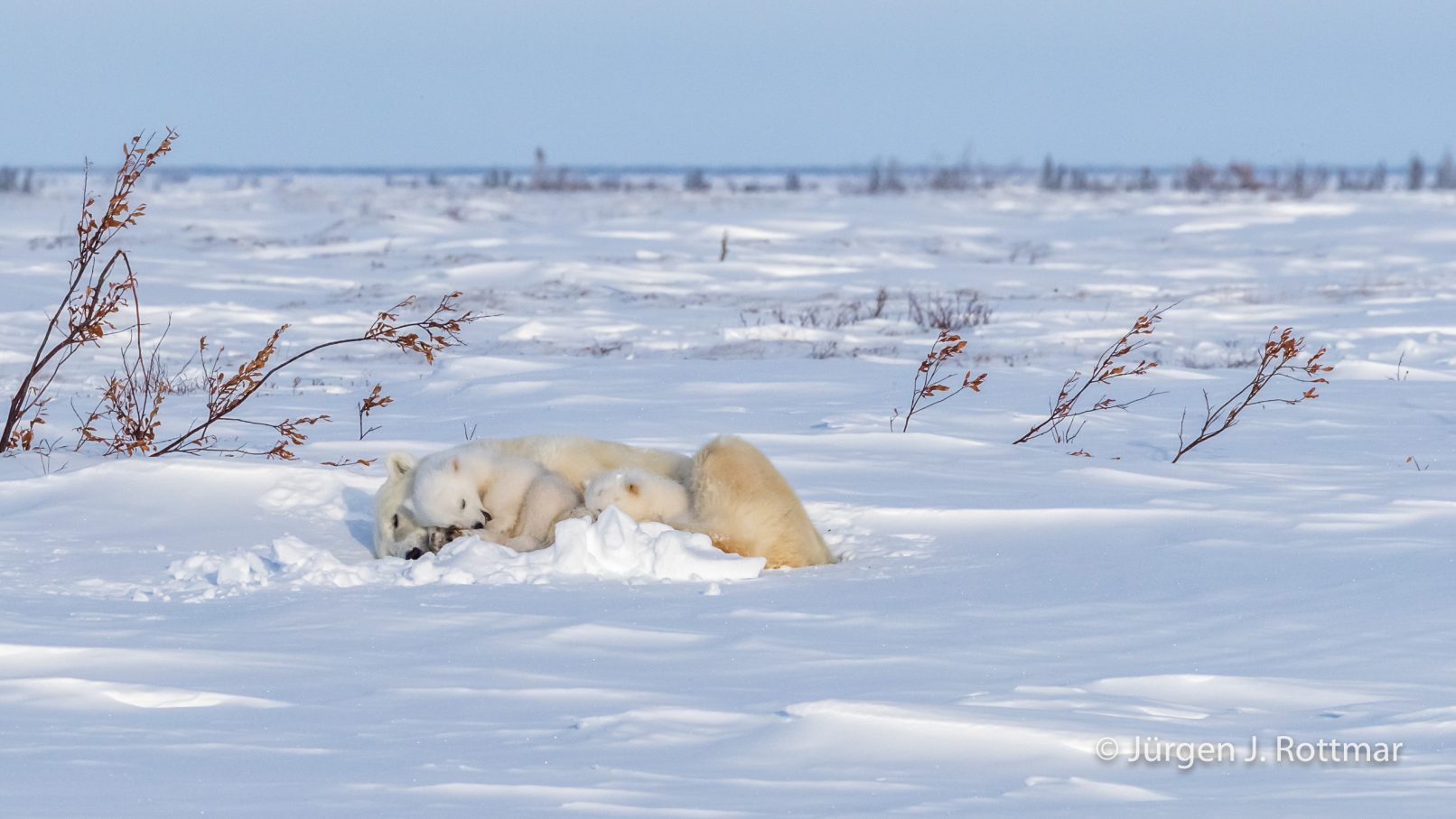 Kanada | Manitoba | Wapusk NP | Polar Bear Cubs (Eisbärenbabys)