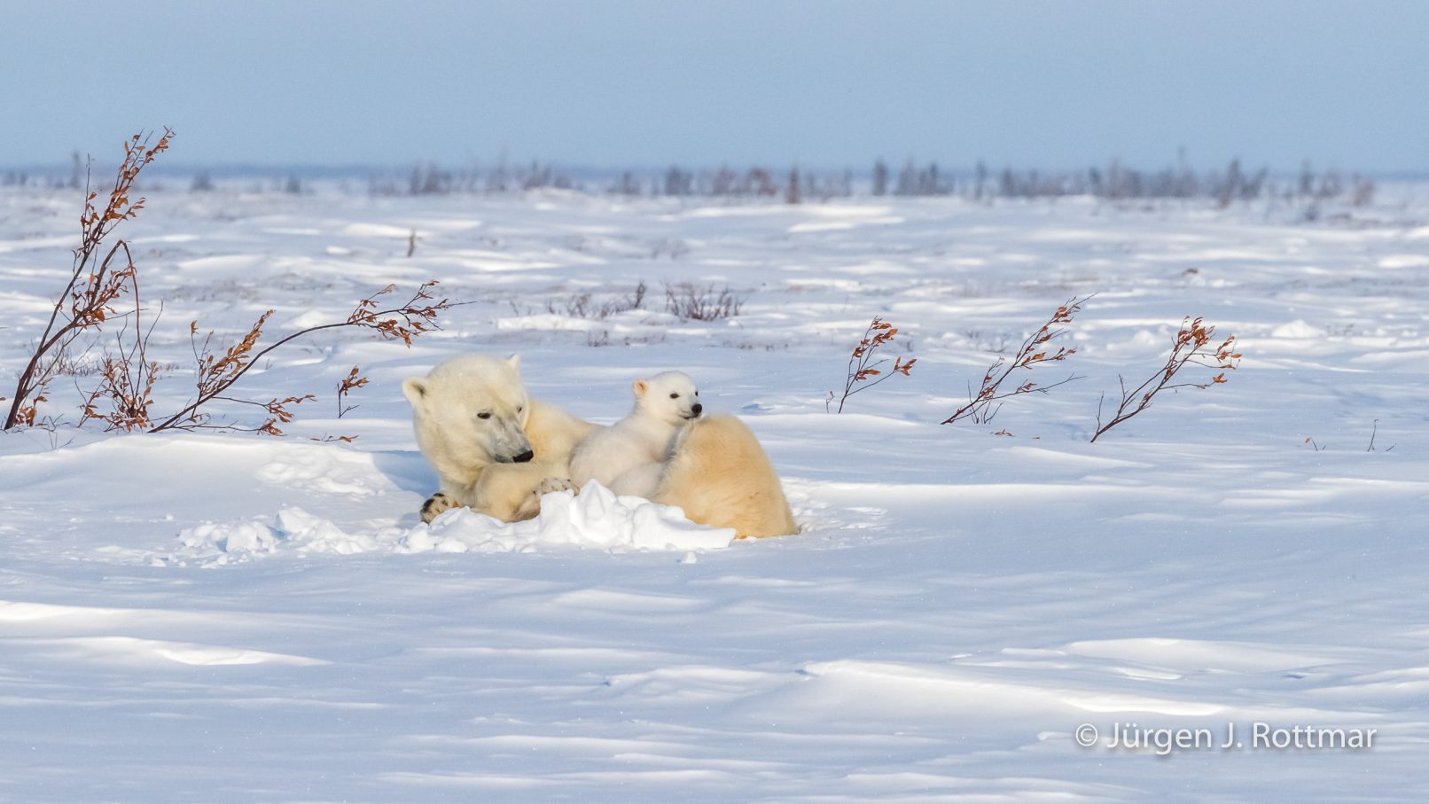 Kanada Manitoba Wapusk Np Polar Bear Cubs Eisbärenbabys Rottmar