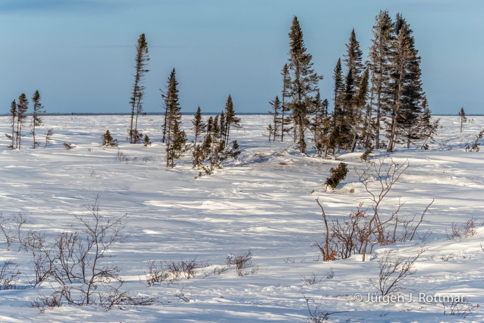 Kanada | Manitoba | Wapusk NP | Polar Bear Den (Eisbärenhöhle)