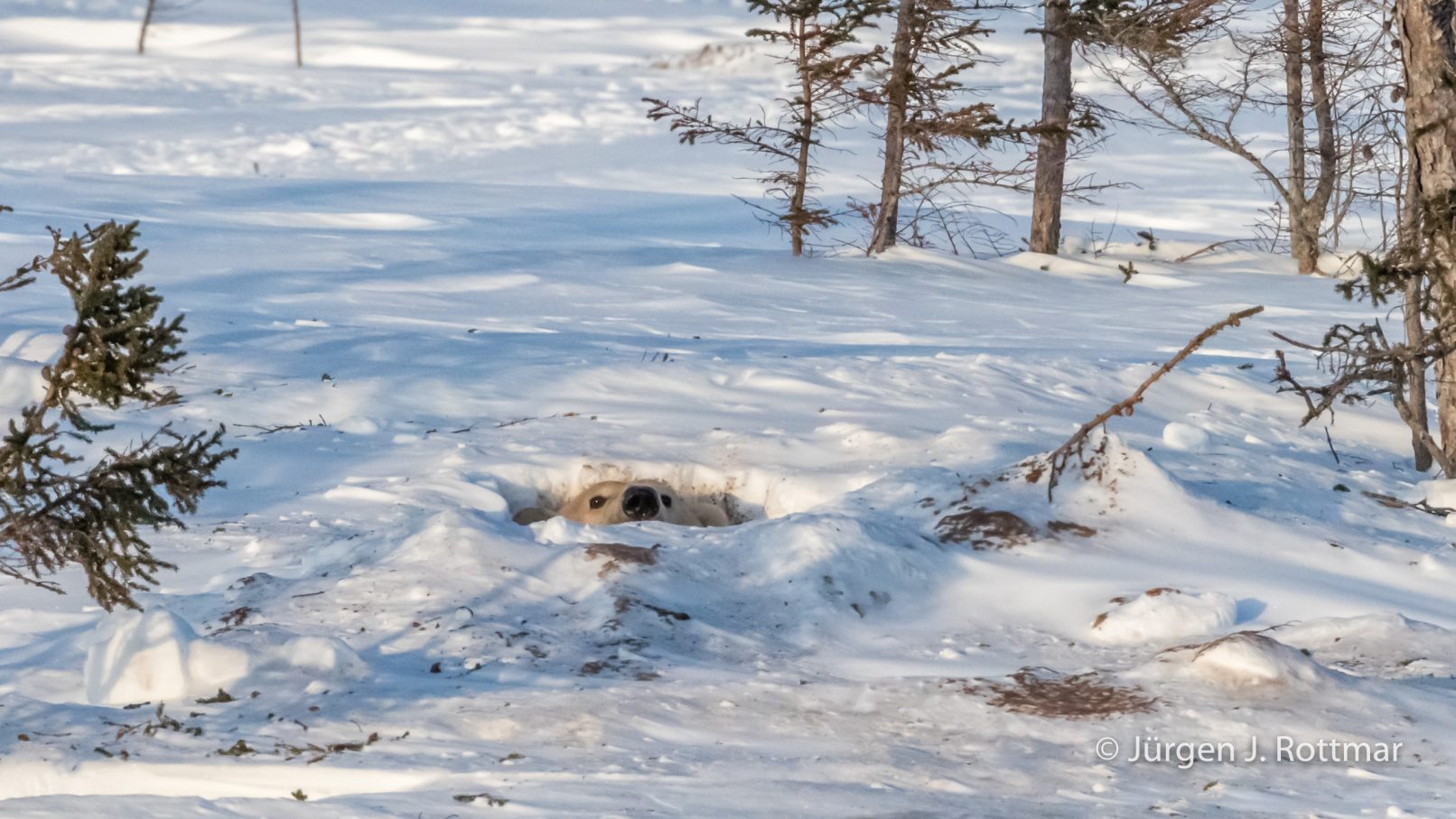 Kanada | Manitoba | Wapusk NP | Polar Bear Mam (Eisbärenmama)