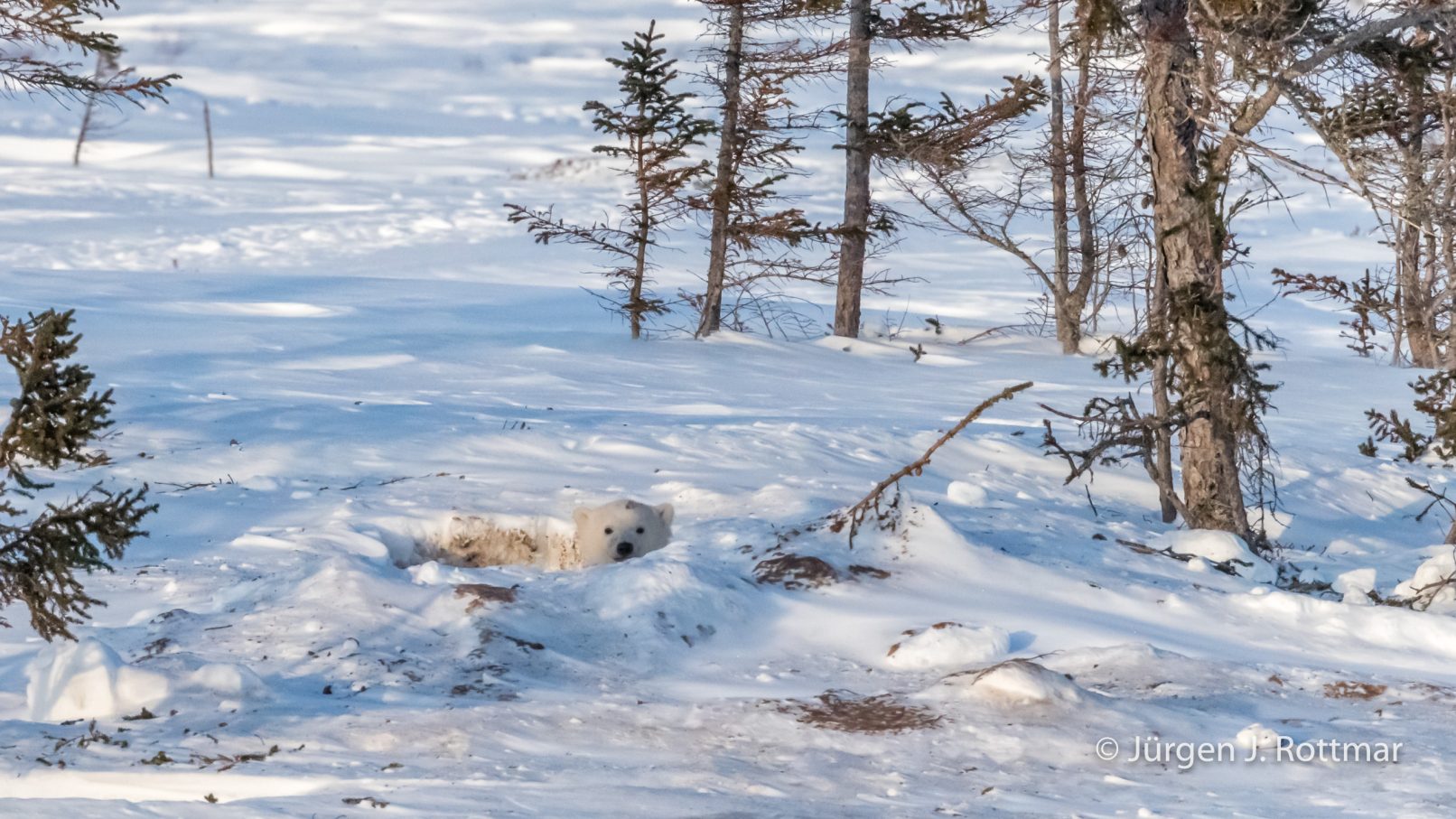 Kanada | Manitoba | Wapusk NP | Polar Bear Cup (Eisbärenbaby)