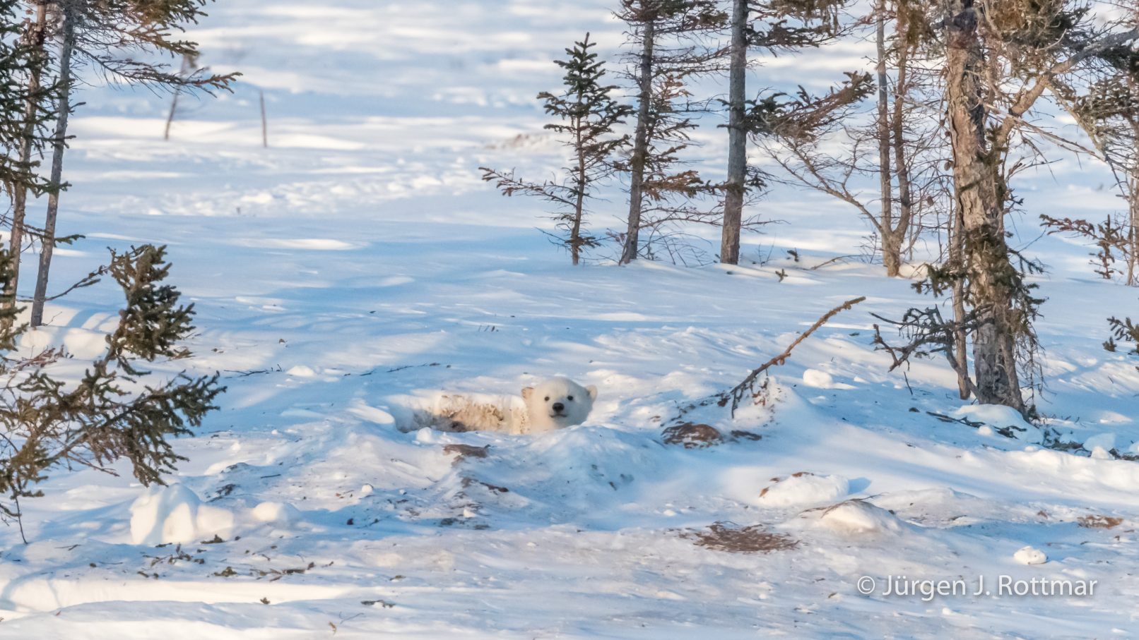 Kanada | Manitoba | Wapusk NP | Polar Bear Cup (Eisbärenbaby)