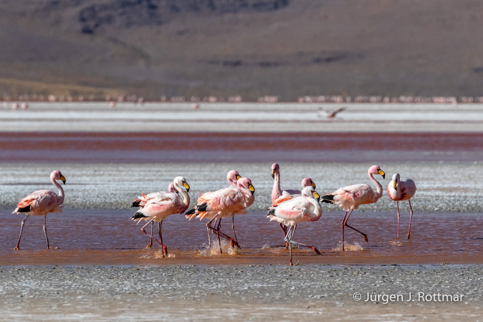 Bolivien | Laguna Colorado (4'278 m) | James Flamingo