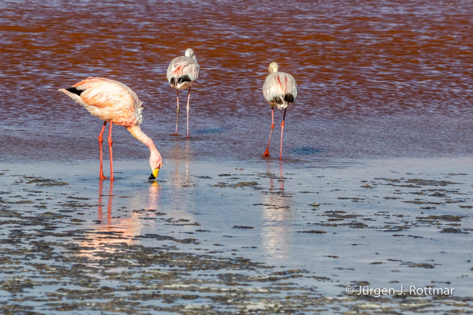 Bolivien | Laguna Colorado (4'278 m) | James Flamingo