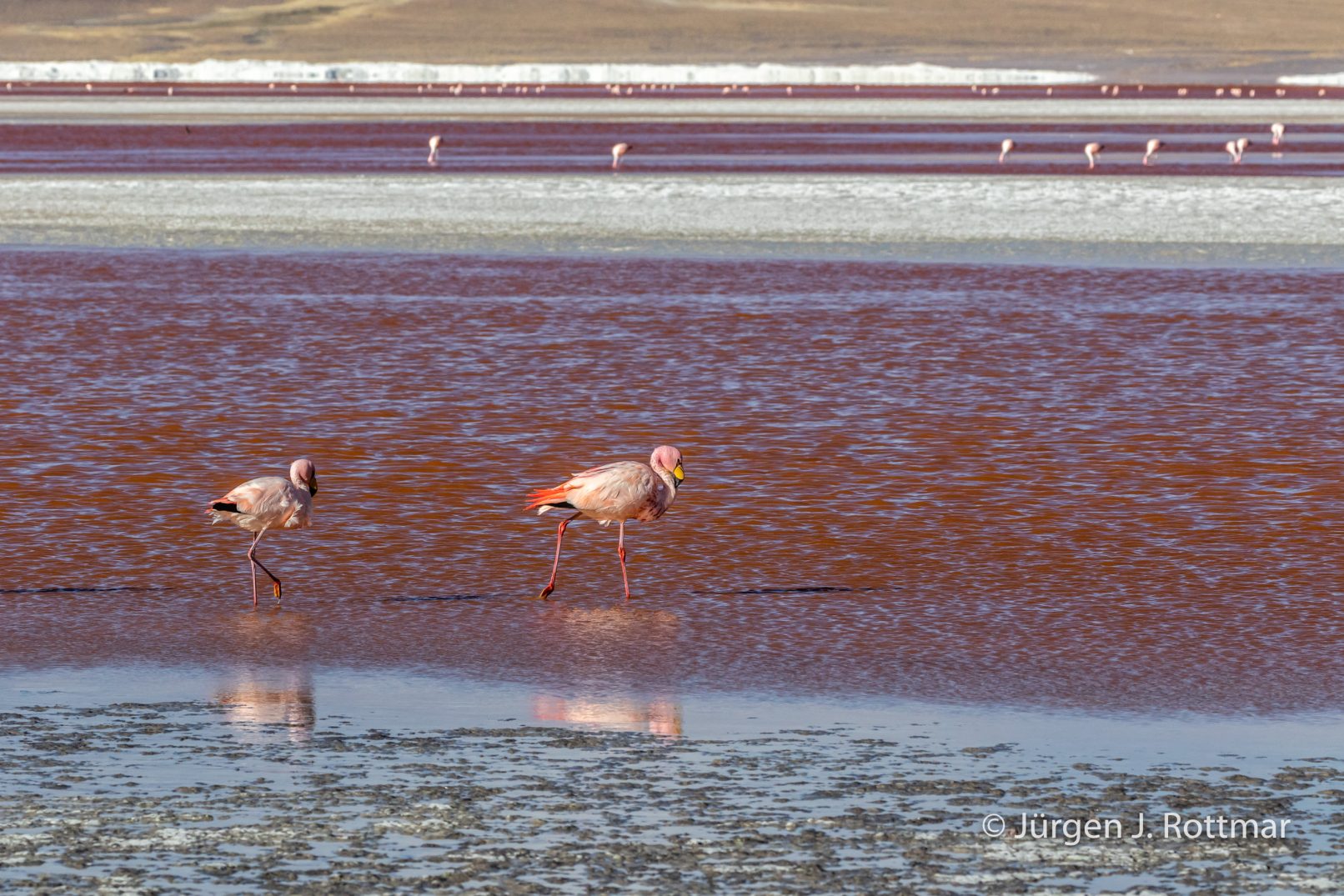 Bolivien | Laguna Colorado (4'278 m) | James Flamingo