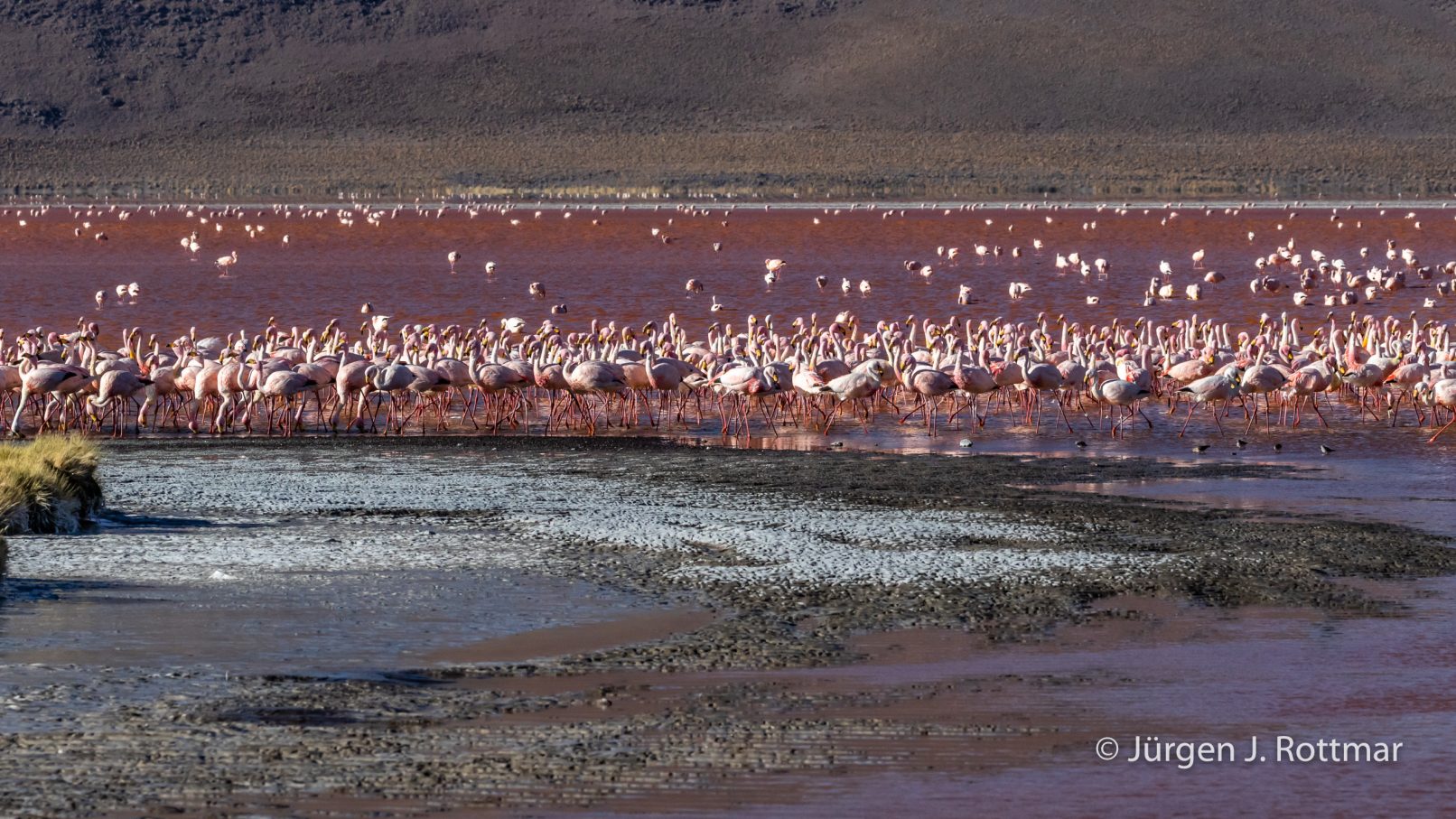 Bolivien | Laguna Colorado (4'278 m) | James Flamingo
