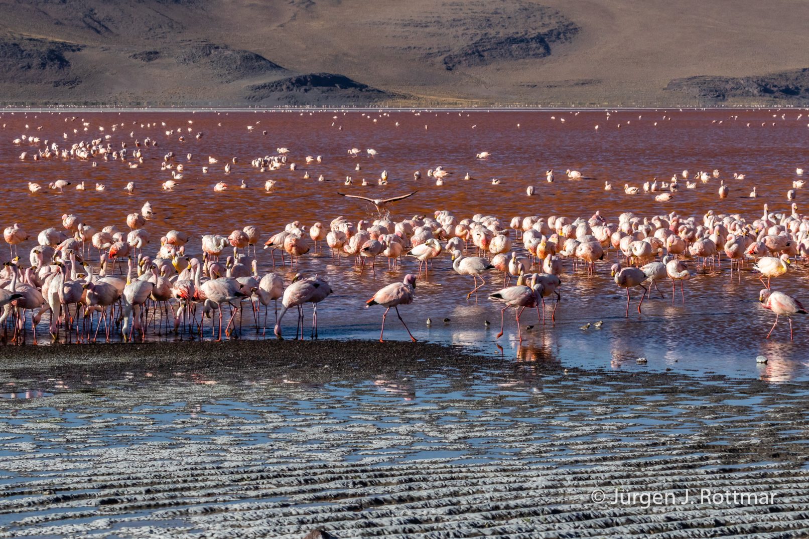 Bolivien | Laguna Colorado (4'278 m) | James Flamingo
