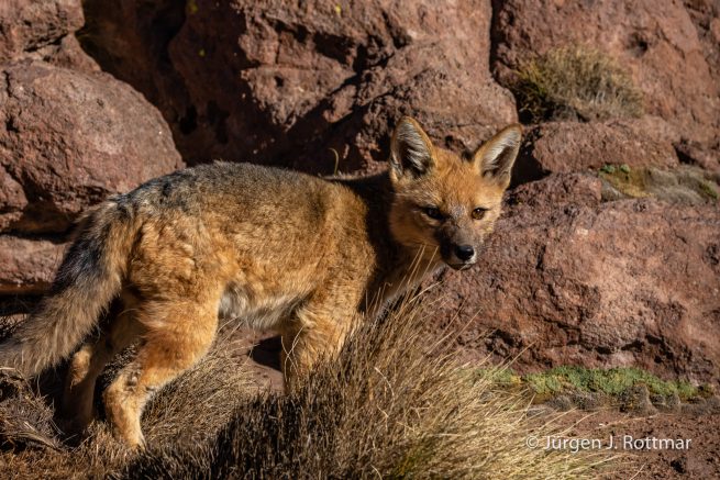 Chile | Altiplano-Puna | Geothermalgebiet | El Tatio | Zorro del Desierto (Wüstenfuchs)