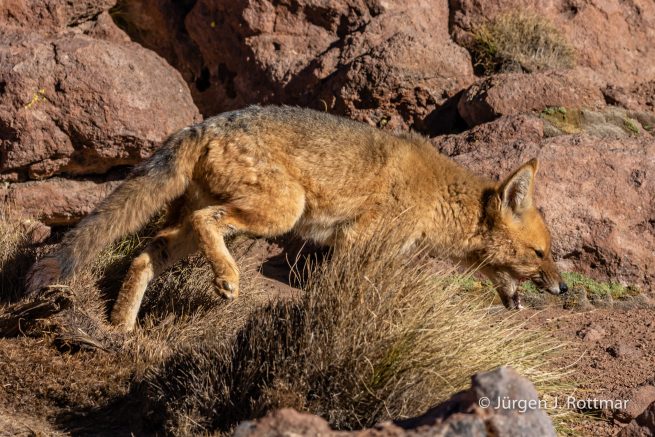Chile | Altiplano-Puna | Geothermalgebiet | El Tatio | Zorro del Desierto (Wüstenfuchs)