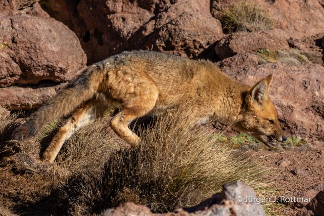 Chile | Altiplano-Puna | Geothermalgebiet | El Tatio | Zorro del Desierto (Wüstenfuchs)