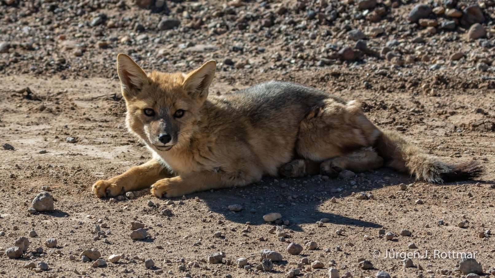 Chile | Altiplano-Puna | Geothermalgebiet | El Tatio | Zorro del Desierto (Wüstenfuchs)