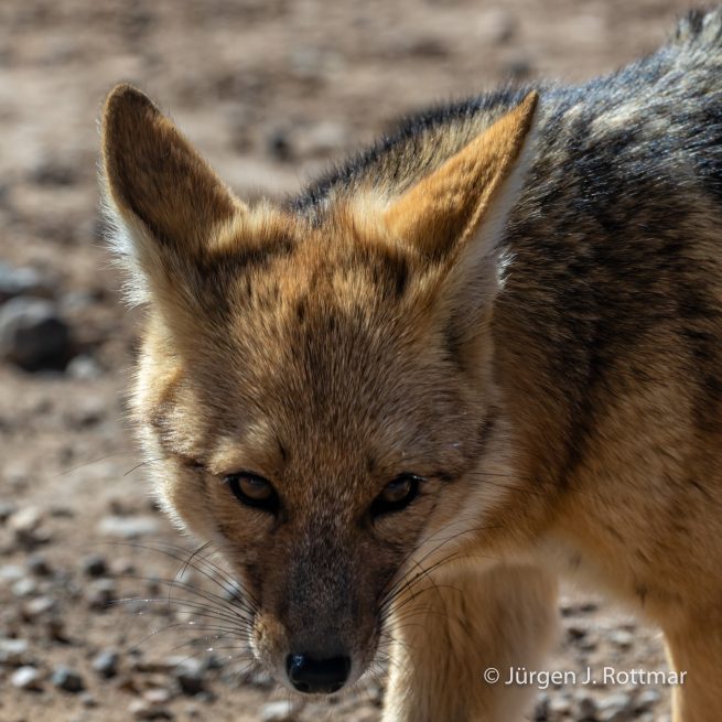 Chile | Altiplano-Puna | Geothermalgebiet | El Tatio | Zorro del Desierto (Wüstenfuchs)