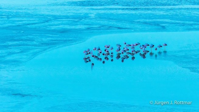 Chile | Laguna Salar de Talar (4'012 m) | Andenflamingos