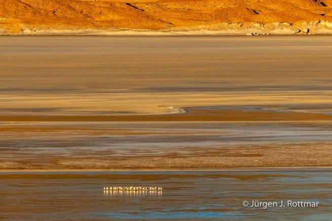 Chile | Laguna Salar de Talar (4'012 m) | Andenflamingos