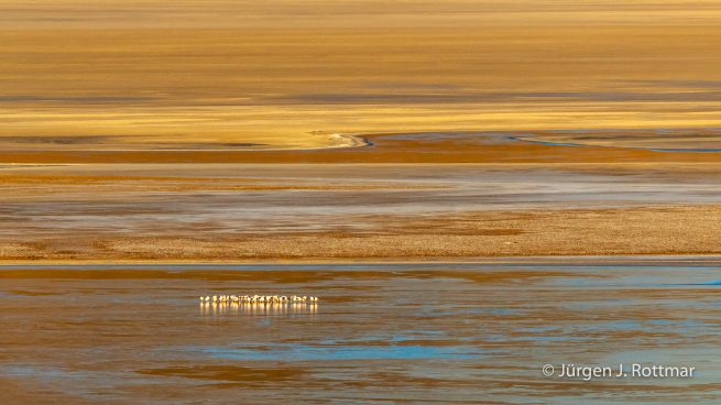 Chile | Laguna Salar de Talar (4'012 m) | Andenflamingos