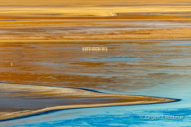 Chile | Laguna Salar de Talar (4'012 m) | Andenflamingos
