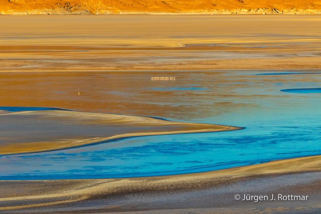 Chile | Laguna Salar de Talar (4'012 m) | Andenflamingos